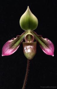 Paphiopedilum hookerae