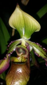 Paphiopedilum hookerae var. volonteanum