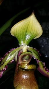 Paphiopedilum hookerae var. volonteanum