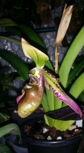 Paphiopedilum hookerae var. volonteanum