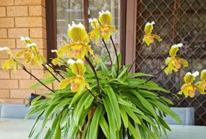 Paphiopedilum insigne