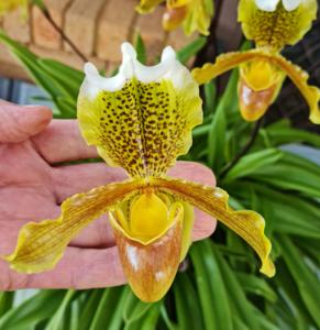 Paphiopedilum insigne