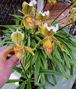 Paphiopedilum insigne