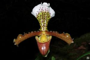 Paphiopedilum insigne