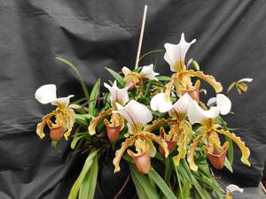 Paphiopedilum insigne