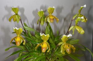 Paphiopedilum insigne