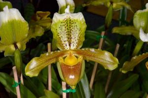 Paphiopedilum insigne