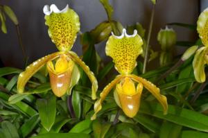 Paphiopedilum insigne