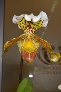 Paphiopedilum insigne