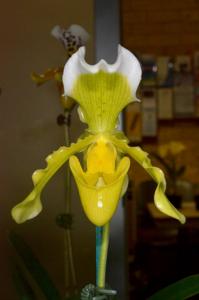 Paphiopedilum insigne