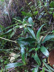 Paphiopedilum javanicum