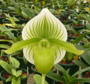 Paphiopedilum lawrenceanum