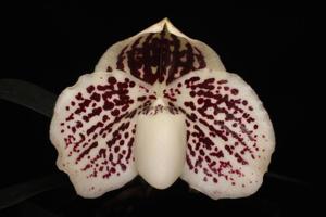 Paphiopedilum leucochilum