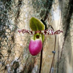 Paphiopedilum liemianum