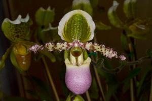 Paphiopedilum liemianum