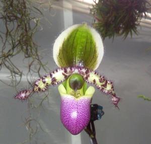 Paphiopedilum liemianum