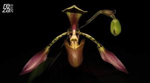 Paphiopedilum lowii