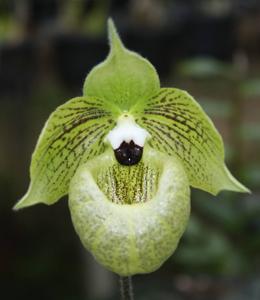 Paphiopedilum malipoense