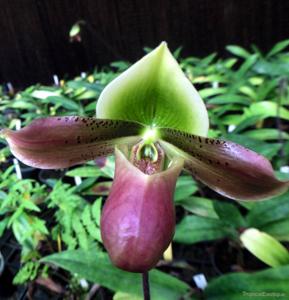 Paphiopedilum mastersianum