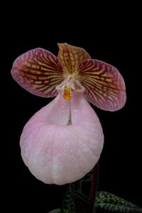 Paphiopedilum micranthum