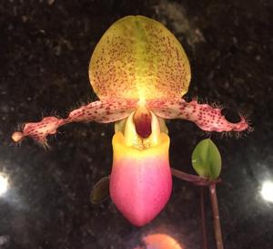 Paphiopedilum moquetteanum