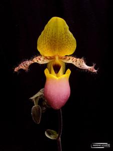 Paphiopedilum moquetteanum