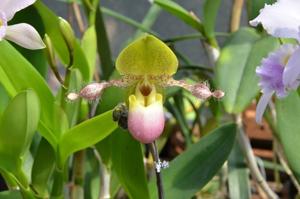 Paphiopedilum moquetteanum