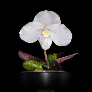 Paphiopedilum niveum