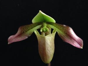 Paphiopedilum papuanum