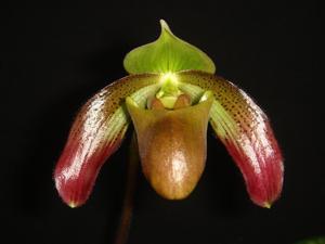 Paphiopedilum papuanum