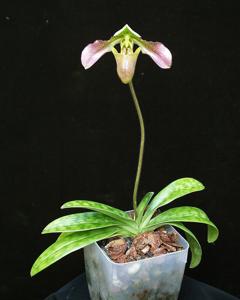 Paphiopedilum papuanum
