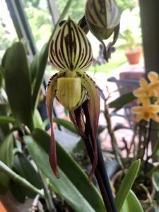 Paphiopedilum philippinense