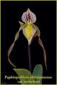 Paphiopedilum philippinense