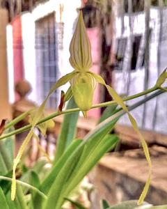 Paphiopedilum philippinense