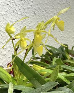 Paphiopedilum philippinense