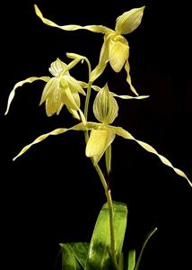 Paphiopedilum philippinense