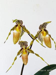 Paphiopedilum glanduliferum