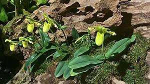 Paphiopedilum primulinum