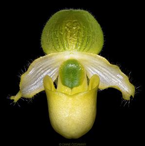 Paphiopedilum primulinum