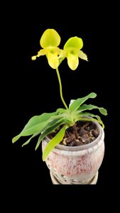 Paphiopedilum primulinum