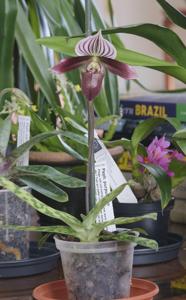 Paphiopedilum purpuratum