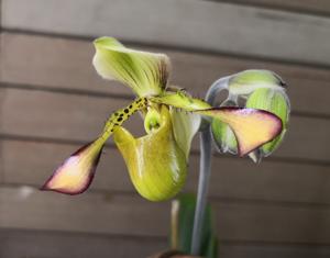 Paphiopedilum richardianum