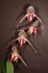 Paphiopedilum rothschildianum