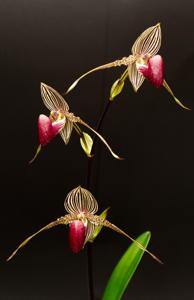 Paphiopedilum rothschildianum