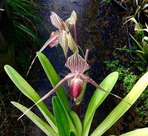 Paphiopedilum rothschildianum