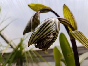 Paphiopedilum rothschildianum