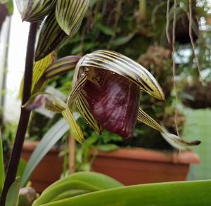 Paphiopedilum rothschildianum