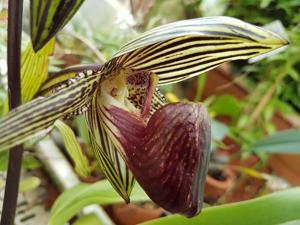 Paphiopedilum rothschildianum