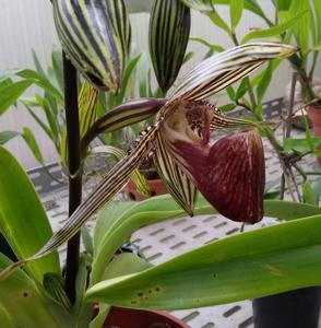 Paphiopedilum rothschildianum