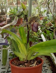 Paphiopedilum rothschildianum